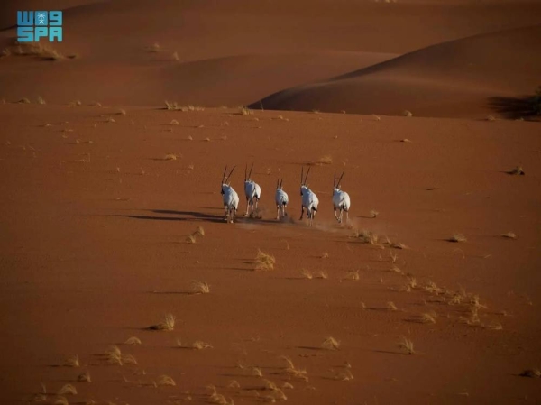 Uruq Bani Ma’arid joins International Union for Conservation of Nature Green List