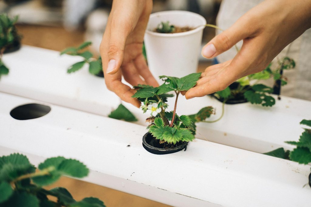 Dubai to host 6th Global Vertical Farming Show