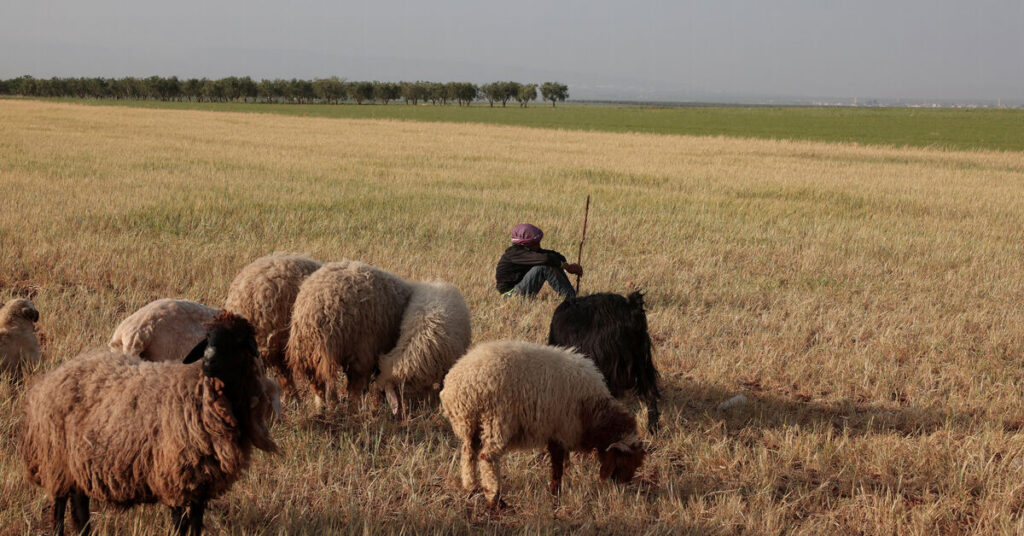 Historic drought, wheat shortage to test Syria’s new leadership