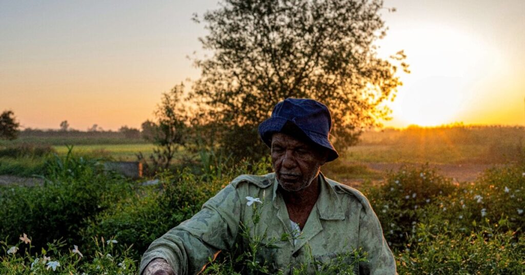Egyptian farmers behind world’s perfumes face climate fight alone