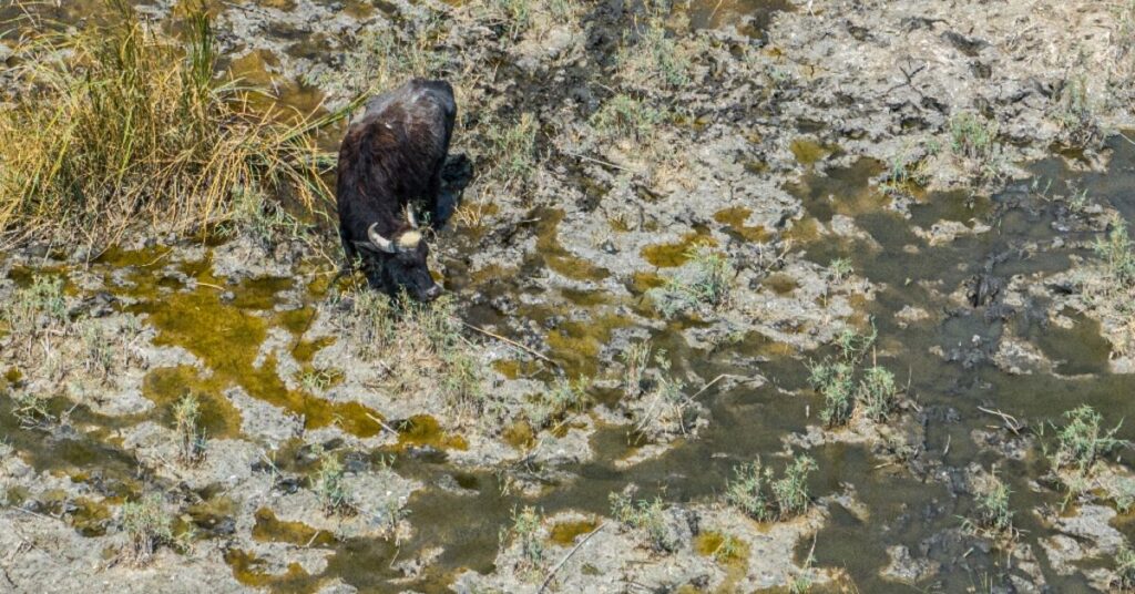‘The marshes are dead’: Iraqi buffalo herders wander in search of water