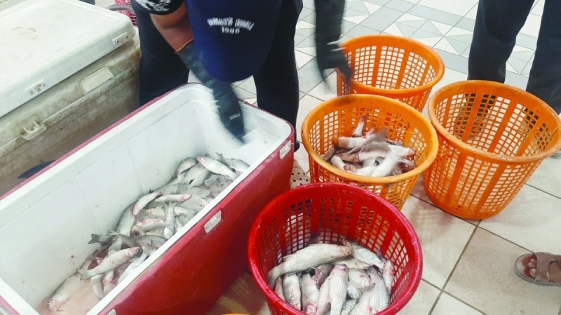 KISR begins preparations to cultivate eight fish and crustacean species