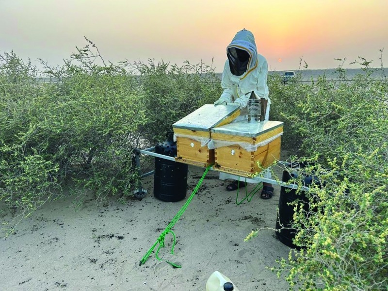 Kuwait produces first wild Sidr honey from Al-Sudairat valley
