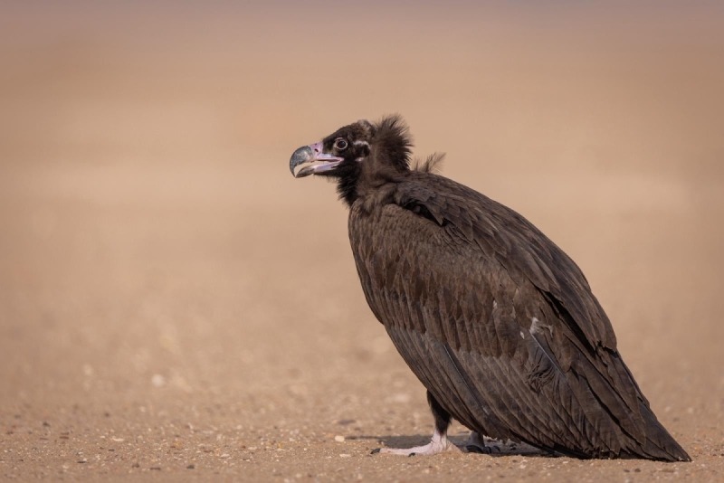 Rare black-grey ‘Monk’ eagle spotted in Northern Kuwait
